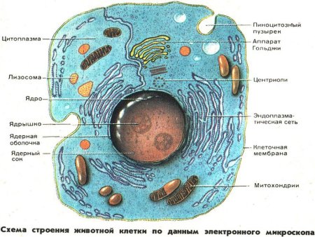 Схема строения эукариотической животной клетки