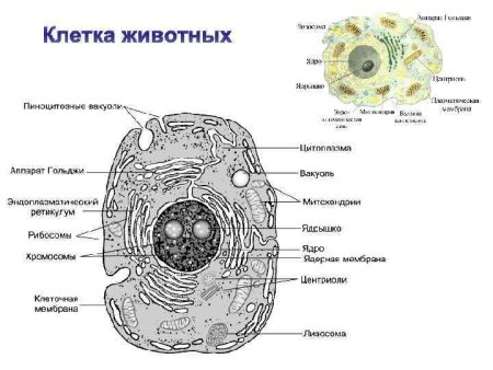 Строение животной клетки рисунок 9 класс