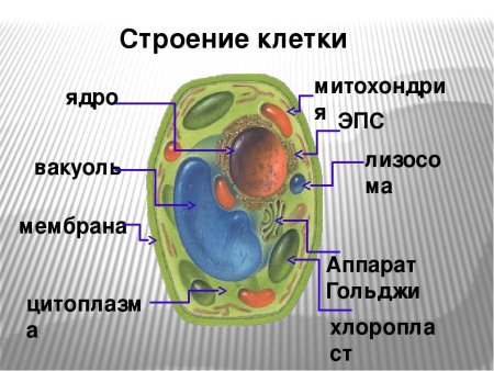 Эукариоты Живая клетка