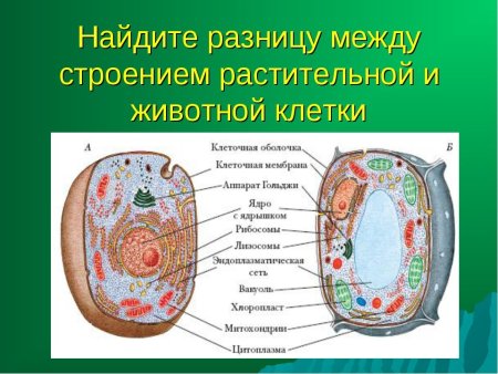 Схема строения клетки человека