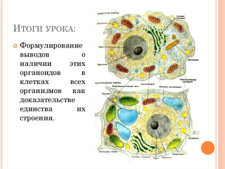 Строение растительной клетки рисунок