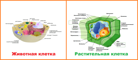 Строение животной клетки схема с подписями
