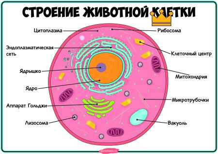 Рисунок животной клетки с обозначениями