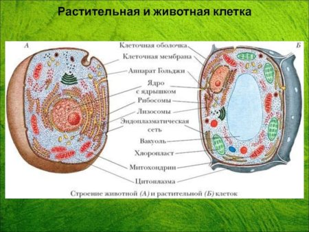 Основные части животной клетки 5 класс