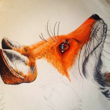 Лиса акварельными карандашами