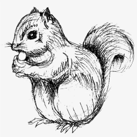 Рисунок белки