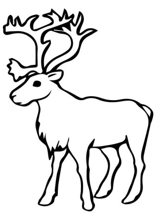 Раскраска животные севера