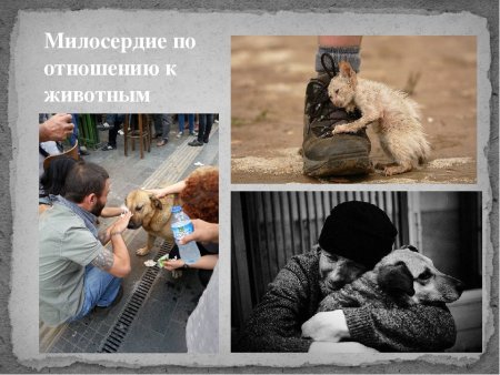 Об отношении к животным