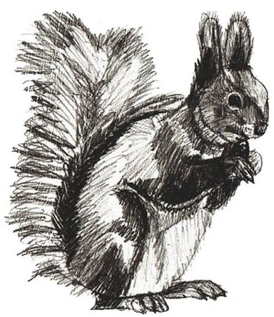 Животные штрихами