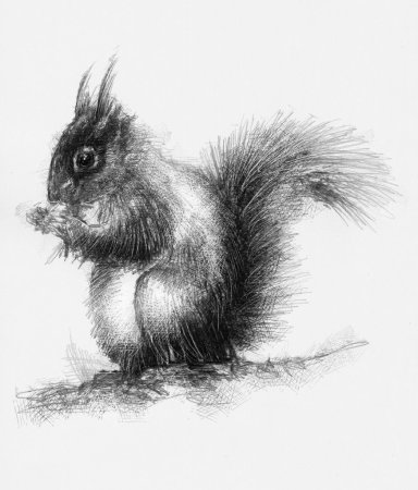 Набросок белки