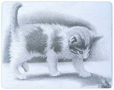Штриховка котенок