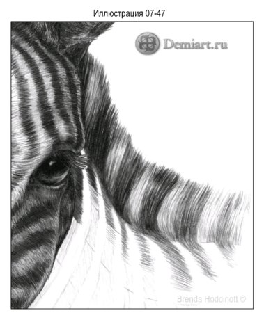 Зарисовки шерсти животных
