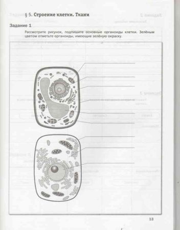 Клетка растения и животного 5 класс биология