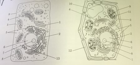 Строение растительной и животной клетки рисунок