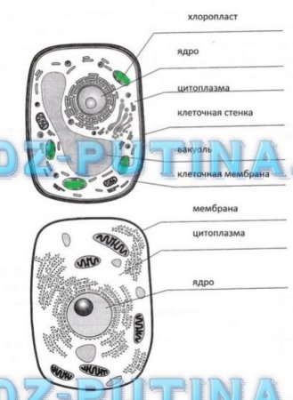 Строение растительной и животной клетки 5 класс