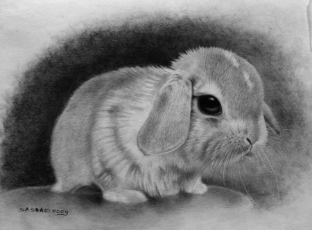 Кролик простым карандашом
