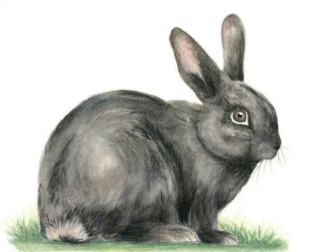 Кролик рисунок