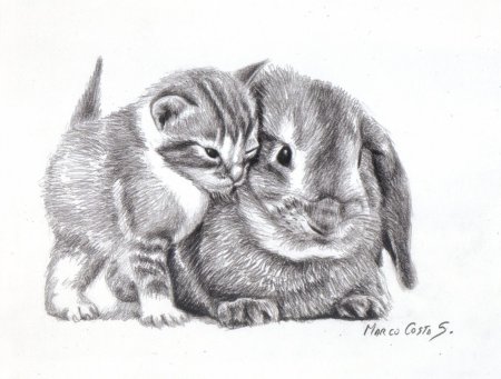 Домашнее животное карандашом