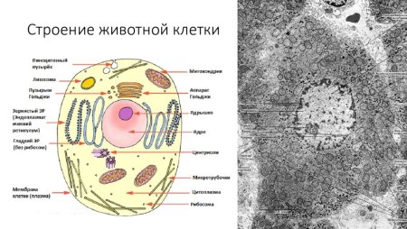 Схема строения живой клетки по данным электронного микроскопа