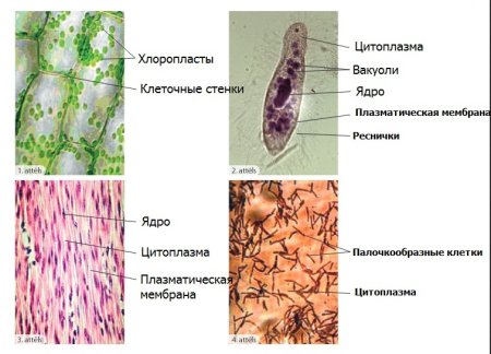 Животная и растительная клетка под микроскопом