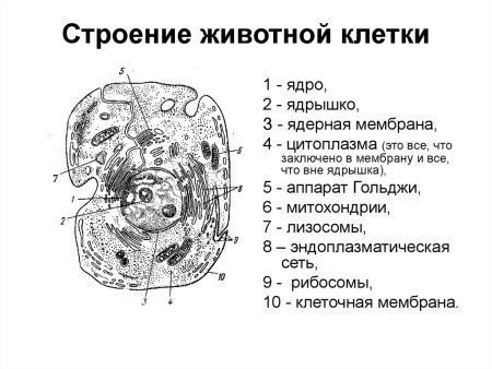 Рис 2 схема строения животной клетки