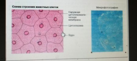 Строение животной клетки под микроскопом рисунок