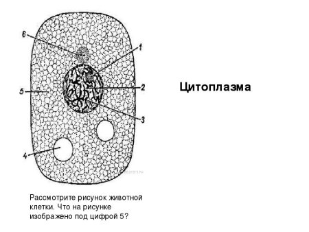 Схема строения цитоплазмы клетки