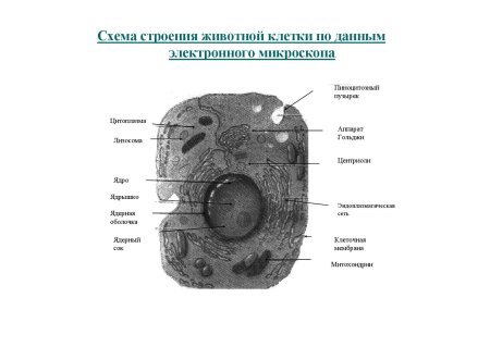 Схема строения растительной клетки под электронным микроскопом