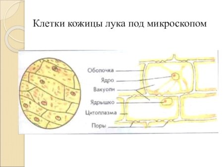 Строение растительной клетки чешуи лука
