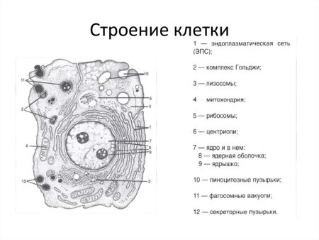Составные части и органеллы клетки схема