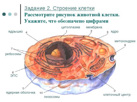 Строение клетки 8 класс