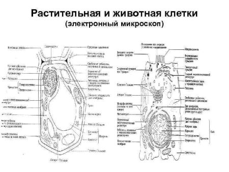 Схема строения клетки животного и растения