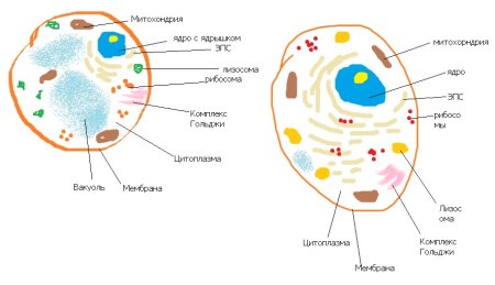 Схема клетка Живая система