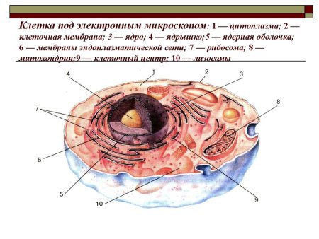 Человеческая клетка под микроскопом строение