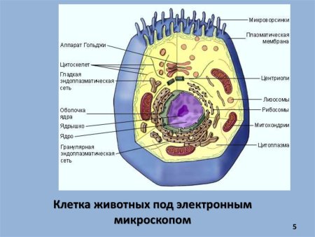 Структура клетки эукариот растительной