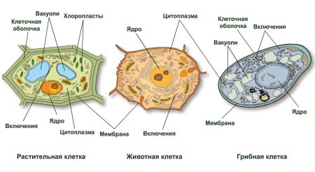 Отличие растительной клетки от животной клетки и грибной