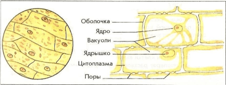 Клетки эпидермиса лука строение
