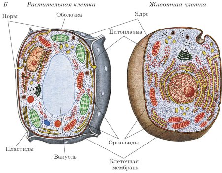 Рис 15 животная и растительная клетки