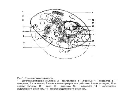 Строение клетки животного чб