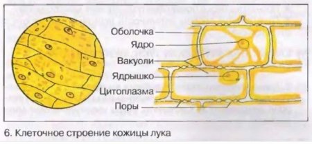 Клетки эпидермиса лука строение