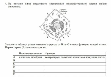 Таблица схемаимч рисунки клеточн структуры особенно ТМ