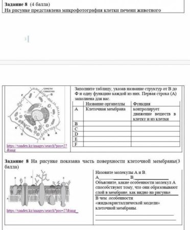 Перед вами микрофотография заполните таблицу в матрице ответов