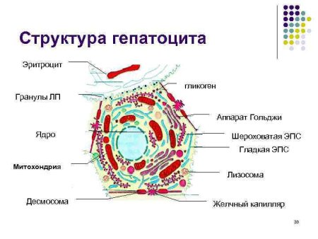 Строение клетки печени человека