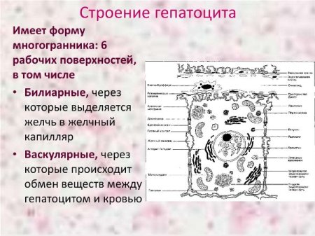 Схема строения живой клетки по данным электронного микроскопа