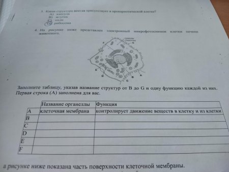 Строение гепатоцита гистология