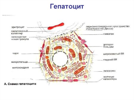 Строение клетки печени человека