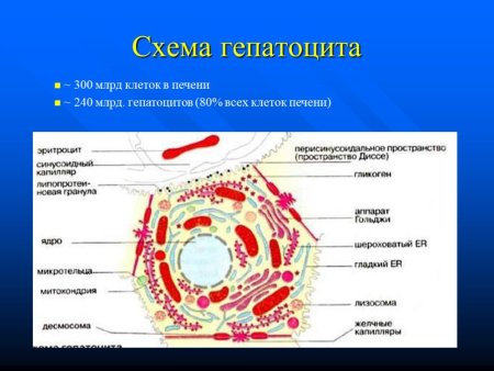 Функции гепатоцитов гистология