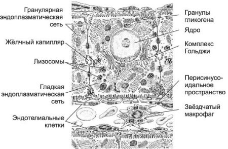 Ядро клеток печени аксолотля