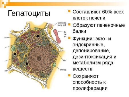Микрофотографии клеточных структур с подписями