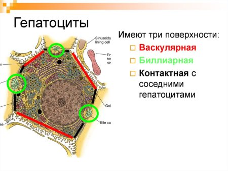 Строение клетки эукариот